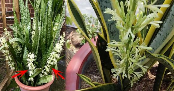 Nh&#x1EEF;ng &#x111;i&#x1EC1;m b&#xE1;o b&#x1EA5;t ng&#x1EDD; &#x1EA9;n sau 6 lo&#x1EA1;i c&#xE2;y c&#x1EA3;nh kh&#xF3; n&#x1EDF; hoa nh&#x1B0;ng m&#x1ED7;i l&#x1EA7;n hoa n&#x1EDF; l&#x1EA1;i h&#x1EBF;t s&#x1EE9;c th&#xFA; v&#x1ECB;