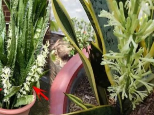 Những điềm báo bất ngờ ẩn sau 6 loại cây cảnh khó nở hoa nhưng mỗi lần hoa nở lại hết sức thú vị