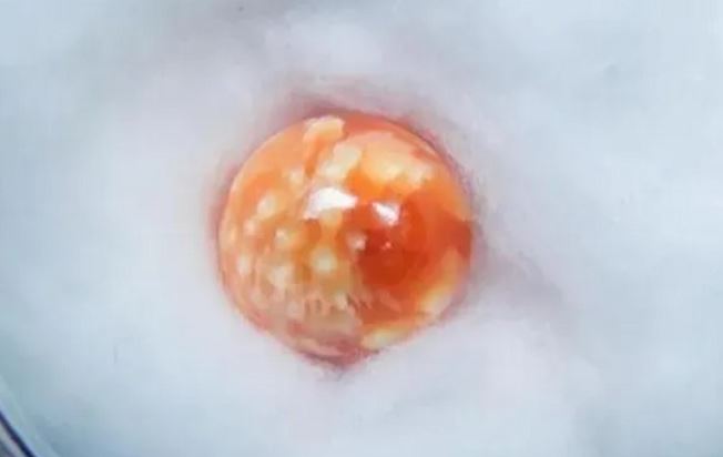 Người phụ nữ nghèo nhặt được viên ngọc trai quý hiếm trong lúc nấu ăn, giá trị bằng cả căn nhà