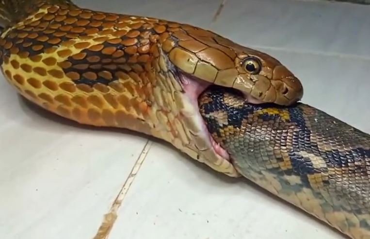 CLIP: Màn tử chiến kịch tính của trăn vua và rắn hổ mang