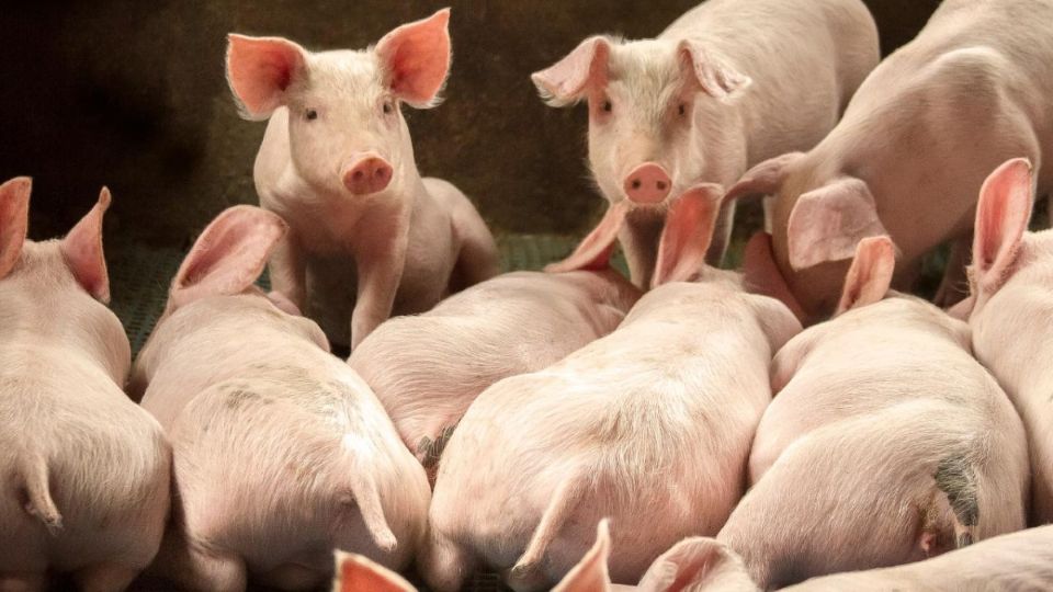 Giá heo hơi ngày 4/1/2025: Đà tăng quay trở lại trên cả ba miền 