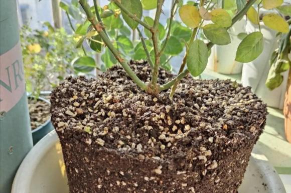 5 loại 'chất làm tơi đất tự nhiên', cho một ít vào chậu hoa, đất sẽ mềm như bánh mì!