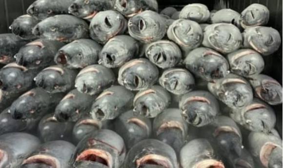 Việt Nam có 1 loại siêu thực phẩm đang ‘đắt như tôm tươi’, xuất khẩu tăng trưởng 3 chữ số, hơn 1/3 thế giới liên tục chốt đơn