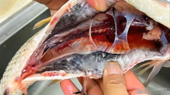Những người yêu thích cá hãy lưu ý, phần này của cá không được ăn! Nghiêm trọng có thể gây tử vong! Giờ xem cũng chưa muộn