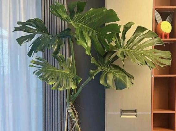 Người siêng năng trồng 5 loại hoa càng được tưới nhiều nước sẽ càng thịnh vượng!