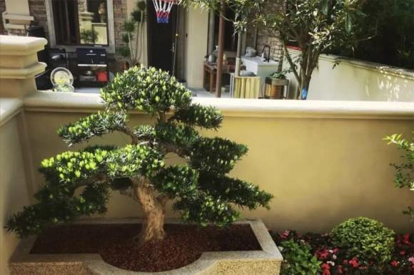 Nhìn phòng khách của người giàu có thể không có các loài hoa khác, nhưng “ba loài này” không thể thiếu!