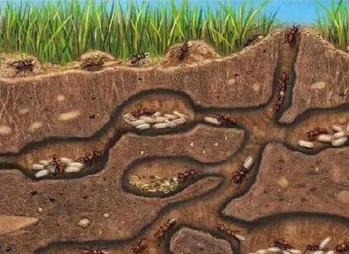 Theo một nghĩa nào đó, kiến ​​là sinh vật tiến hóa hoàn hảo nhất trên trái đất