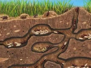Theo một nghĩa nào đó, kiến là sinh vật tiến hóa hoàn hảo nhất trên trái đất