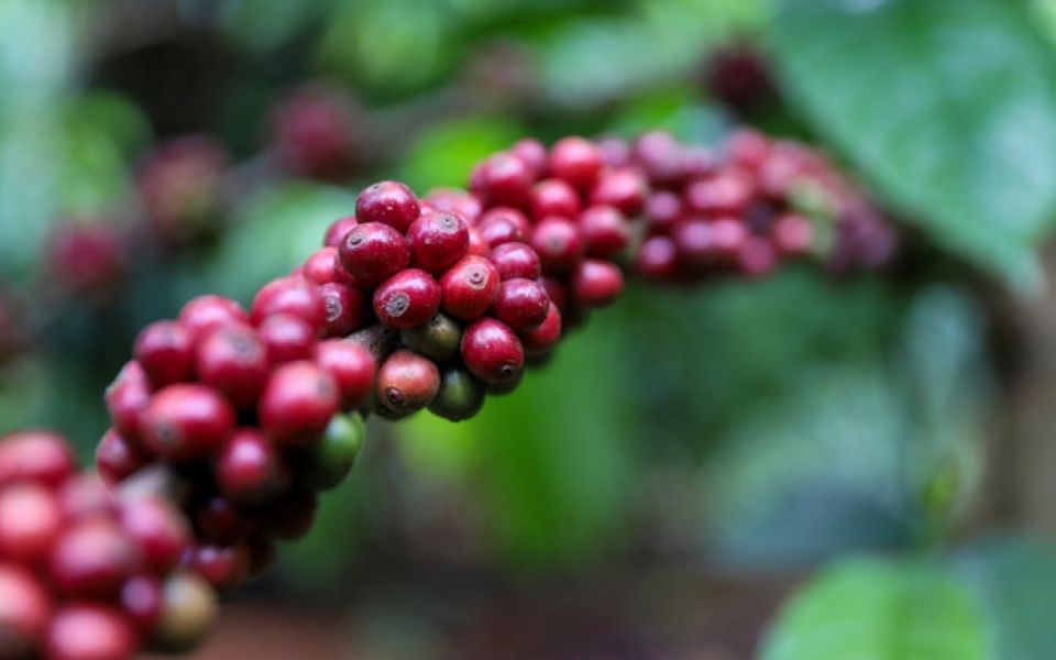 Giá nông sản ngày 5/1/2024: Cà phê ổn định, hồ tiêu tăng mạnh 