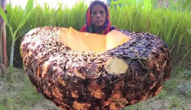 Khoai môn khổng lồ của Ấn Độ cao 3 mét. Một vài cây có thể nuôi cả một ngôi làng. Chúng được trồng như thế nào?