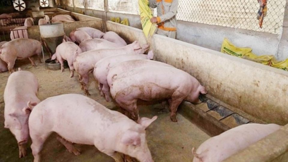 Giá heo hơi ngày 6/1/2025: Miền Nam tăng nhẹ, các khu vực khác ổn định 