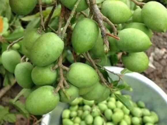 Từ quả dại chẳng ai thèm hái đến đặc sản giá 170.000 đồng/kg, vừa giải độc rượu vừa chữa ho, ai ai cũng săn lùng