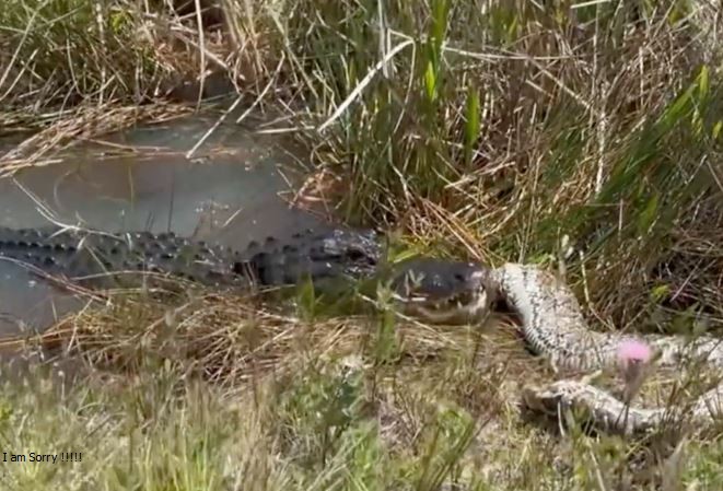 CLIP: Cá sấu mõm ngắn ‘xẻ thịt’ trăn khổng lồ