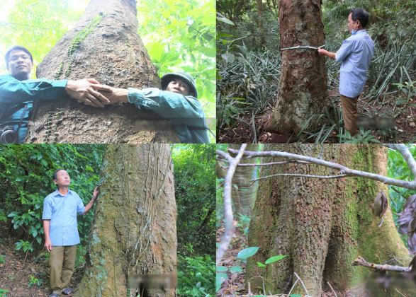 Làng có hơn 1 nghìn cây cổ thụ trăm tuổi thuộc loại gỗ quý ở Việt Nam: Giá 25 triệu/m3, được người dân xem là ‘báu vật’