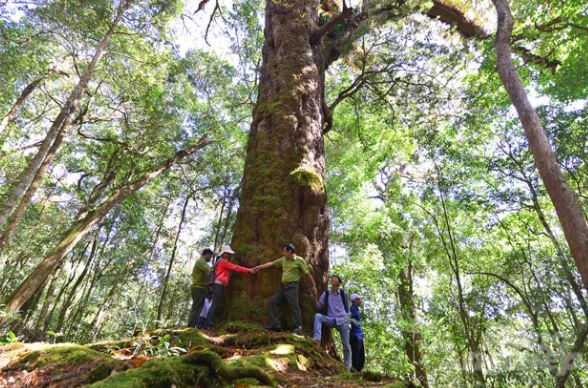 Cây cổ thụ quý hiếm 1.100 tuổi - ‘báu vật’ của Việt Nam, được người bản địa tìm mọi cách bảo vệ