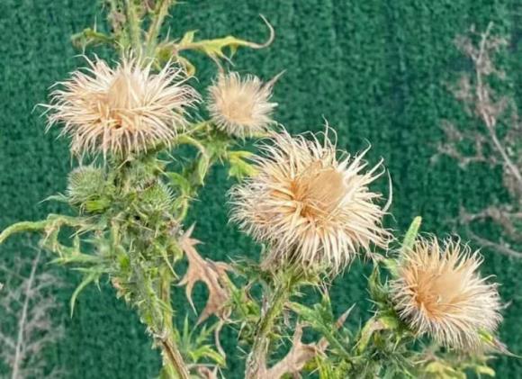 Loại cây cổ xưa toàn thân là “vàng”, người Việt hái đem bán kiếm bộn tiền, 130 nghìn đồng/kg