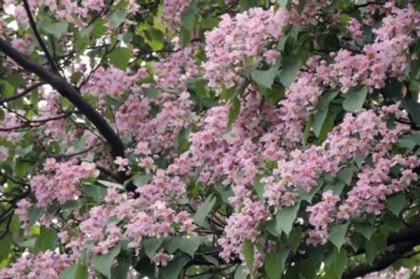 Loại cây hiếm hoi chỉ có hoa mà không kết trái, thân cây gỗ ‘quý hơn vàng’ được mệnh danh ‘vua cây’