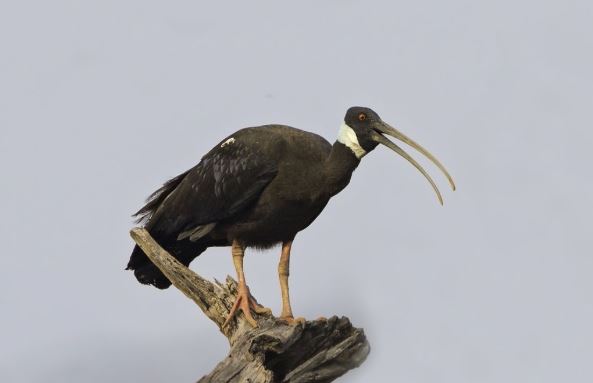 Loài chim Việt Nam quý hiếm bậc nhất sách đỏ thế giới: Đã biến mất hoàn toàn ở miền Nam, cận kề bờ vực tuyệt chủng