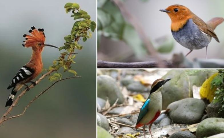 Top 10 loại chim quý, có tên độc lạ nhất Việt Nam: Tiếng kêu đặc trưng ‘Bắt cô trói cột’, ‘khát nước’…