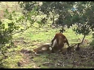 CLIP: Chó nhà đối đầu trăn khổng lồ, cuộc chiến kịch tính với màn lật ngược tình thế ngoạn mục