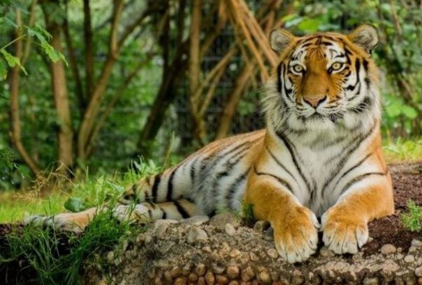 Việt Nam sở hữu loại hổ quý hiếm bậc nhất thế giới: 7 năm trước chỉ còn 5 cá thể, bị nghi đã tuyệt chủng