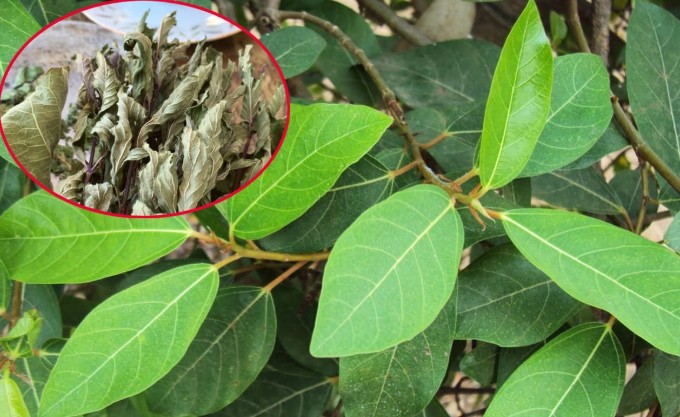 2 loại lá 'xin được không mất tiền' đem phơi khô là dược liệu vàng giúp hạ đường huyết, mát gan, ở Việt Nam có nhiều