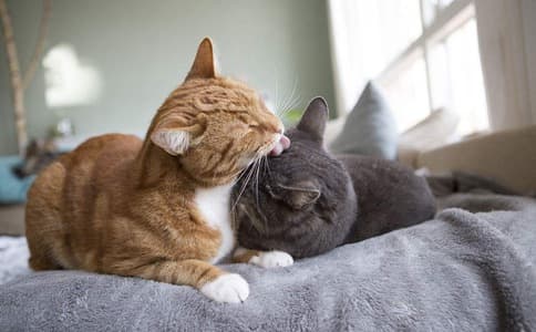 Đàn ông thuộc 4 con giáp này càng chiều vợ, tiền tài sự nghiệp càng phất như diều gặp gió