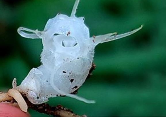 Phát hiện loài thực vật trong suốt độc đáo ở độ cao kỷ lục tại Việt Nam