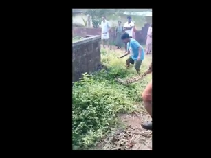 CLIP: Tay không bắt trăn, bé trai và người đàn ông hợp sức bắt trăn khổng lồ