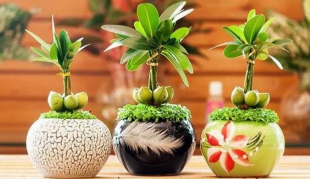 6 loại cây trồng cuối năm vừa hợp phong thủy lại chiêu tài lộc