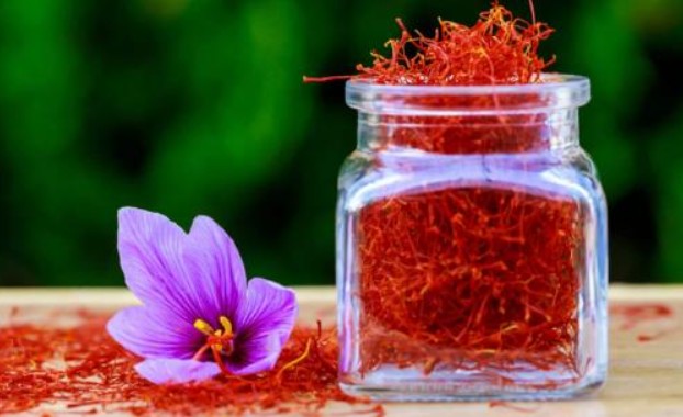 Nó được mệnh danh là 'vàng đỏ', là dược liệu hạnh phúc của giới nhà giàu, giá nửa tỷ đồng/kg vẫn đắt khách, không có mà bán