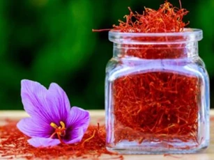 Nó được mệnh danh là 'vàng đỏ', là dược liệu hạnh phúc của giới nhà giàu, giá nửa tỷ đồng/kg vẫn đắt khách, không có mà bán