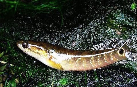 Loài cá nhìn giống cá chạch, được ví như 'nhân sâm dưới nước', ngày xưa chỉ dành riêng cho bậc vua, chúa thưởng thức