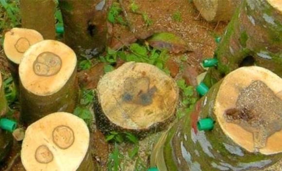 Một địa phương ở Việt Nam sở hữu Bạch Kỳ Nam tốt nhất thế giới, quý hơn kim cương, giá cao ngất 50 tỷ/kg