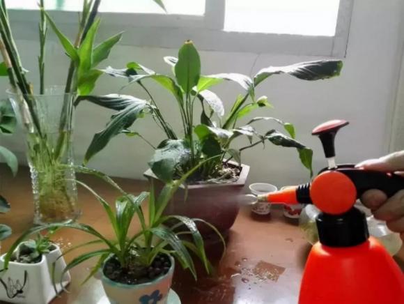 Bón 3 loại “thuốc” này vào đất trong chậu, cây hoa sẽ không còn úa vàng, hoa lá sẽ phát triển tươi tốt trong mùa đông