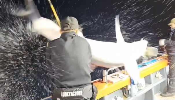 CLIP: khoảnh khắc kinh hoàng, cá mập nặng 90kg nhảy lên thuyền khiến cần thủ bị thương