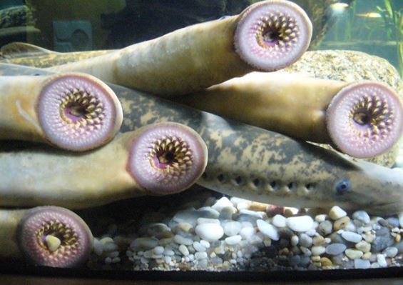 Tổ tiên của loài cá ‘ma cà rồng dưới nước’ thực chất ăn thịt chứ không hút máu