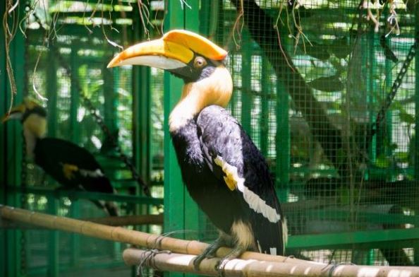 Loài chim quý Việt Nam có mỏ đắt gấp 3 lần ngà voi, giá 150 triệu/kg: Được liệt vào nhóm một sách đỏ