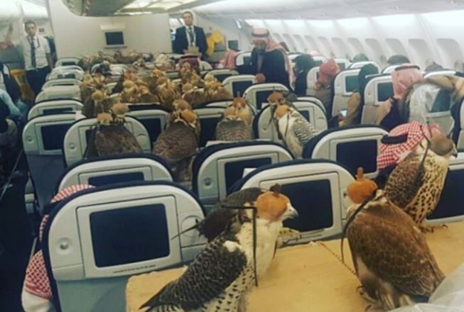 Loài chim 'vip nhất thế giới' có giá đến nửa tỷ đồng: Được cấp hộ chiếu, ngồi khoang thương gia