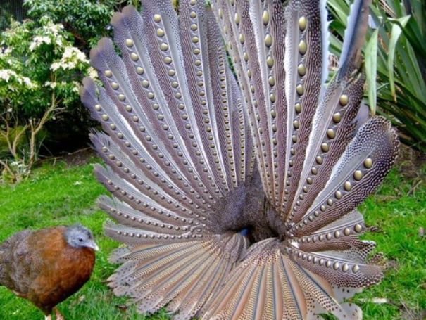 Loài chim quý hiếm bậc nhất Việt Nam có lông dài 2m: Liệt trong sách đỏ châu Á, chỉ có ở 3 nước