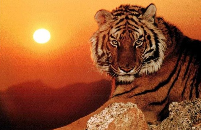 Tử vi tuổi Dần tháng 1/2025: Chuyển hóa thử thách thành động lực bứt phá