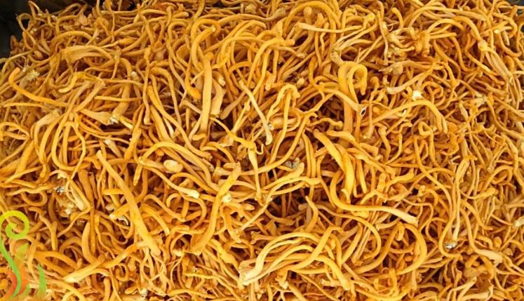 Trồng loại cây 'quý như vàng', ông nông dân nhẹ nhàng thu 10 tỷ đồng/năm