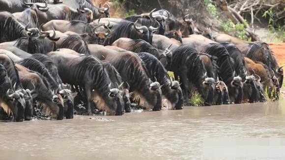 Vì sao con người phải lọc và đun sôi nước để uống, trong khi động vật hoang dã có thể uống trực tiếp mà không bị ảnh hưởng?
