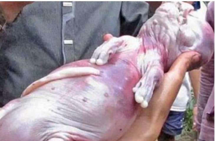 Những 'dị thú' từng xuất hiện ở Việt Nam, con vật cuối cùng ai nhìn cũng ám ảnh