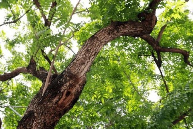 Ở Việt Nam có một loại gỗ được ví như 'khối vàng lộ thiên', vô cùng quý hiếm và đắt đỏ, giá trị có thể lên đến cả trăm tỷ đồng