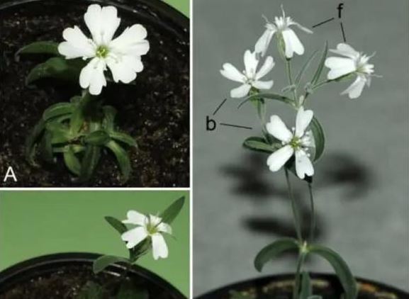 Các nhà khoa học hồi sinh hạt giống từ 30.000 năm trước! Phải đến khi cây nở hoa, chúng ta mới phát hiện ra sự khác biệt so với thời hiện đại