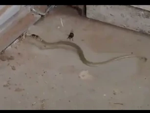 CLIP: Nhện độc giăng bẫy, hạ gục rắn bằng vũ khí đáng sợ