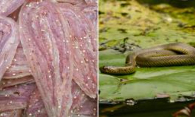 Thứ nghe kinh hãi ít người dám thử nhưng cực ngon và đắt đỏ, nhiều tiền chưa chắc đã được ăn