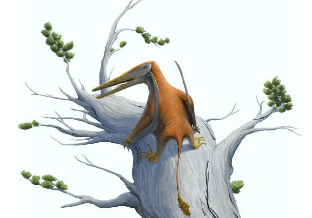 Phát hiện "vua bầu trời" kỷ Jura, đến từ siêu lục địa đã mất