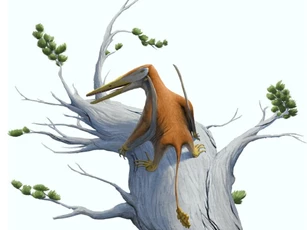 Phát hiện "vua bầu trời" kỷ Jura, đến từ siêu lục địa đã mất